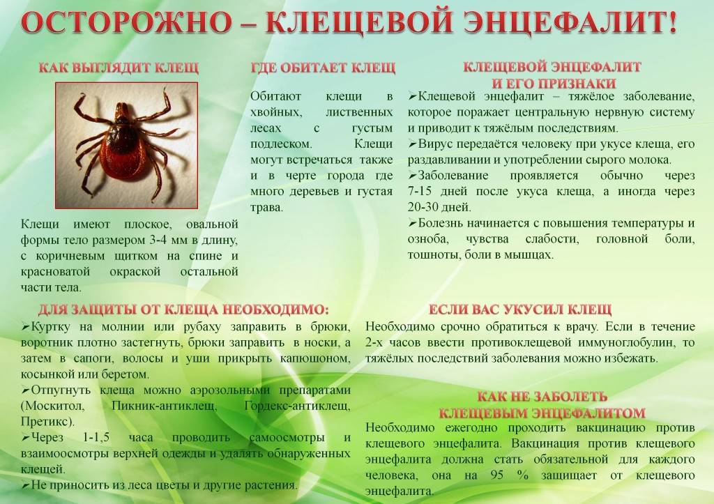 Что делать если укусил клещ? первая помощь, как вытащить клеща? заболевания, передающиеся через укусы клещей. профилактика клещевого энцефалита, прививка.  :: polismed.com