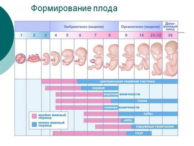 На каком сроке беременности можно определить пол ребенка?