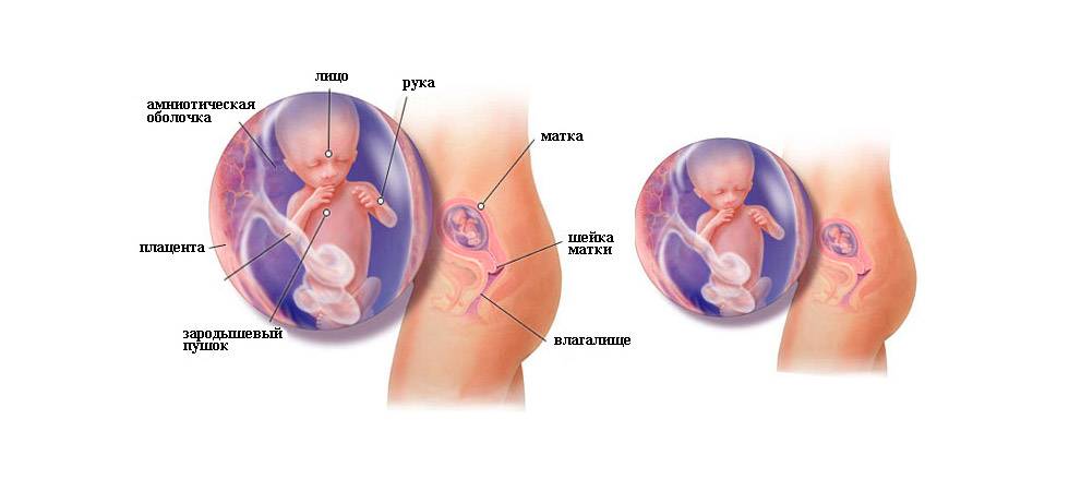 13 неделя беременности: признаки и ощущения женщины, симптомы, развитие плода