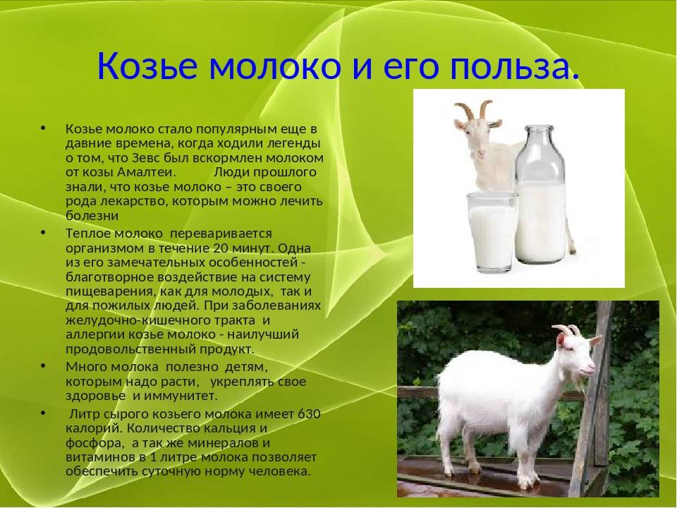 10 причин выбрать козье молоко вместо коровьего :: polismed.com