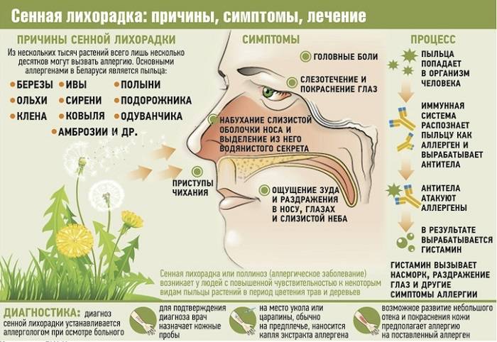 Поллиноз: аллергия на пыльцу, сенная лихорадка. симптомы,  методы диагностики и лечение поллиноза