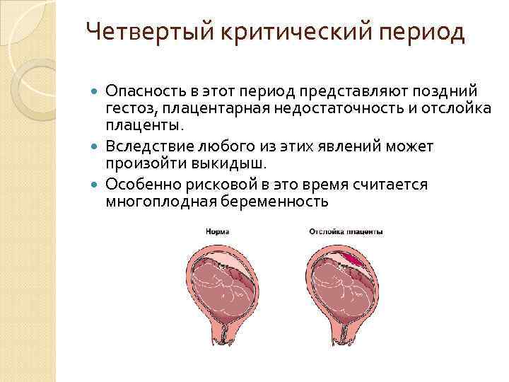 Плацента на какой неделе. Период формирования плаценты. Критические периоды развития плаценты. Формирование плаценты при беременности. Сроки формирования плаценты.