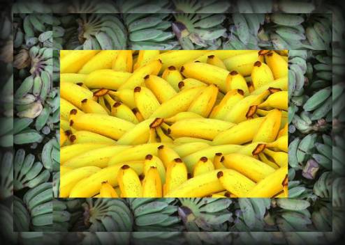 Сушеные бананы при грудном вскармливании: можно ли есть, когда продукт запрещен при гв, какую опасность он может представлять?