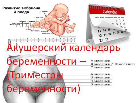 Калькулятор беременности: рассчитать норму набора веса по неделям :: polismed.com