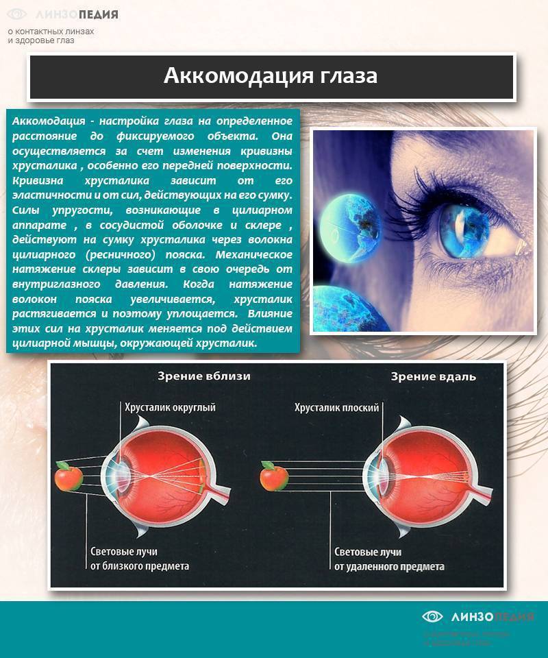 Аккомодация сетчатки. Аккомодация хрусталика глаза. Аккомодация это в офтальмологии. Изменение хрусталика при аккомодации. Изменение кривизны хрусталика глаза.