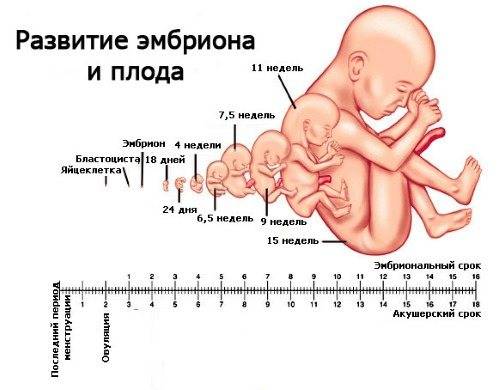 Развитие плода у собаки по неделям и дням | блог ветклиники "беланта"