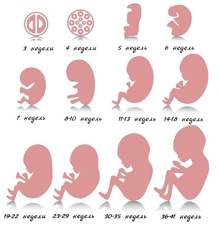 10 день после переноса эмбрионов