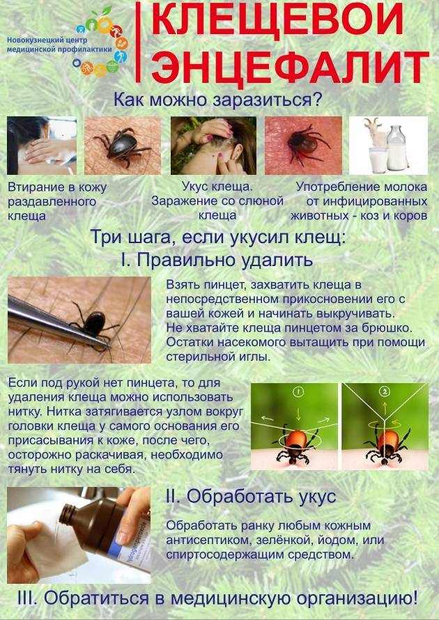 Энцефалиты комариные — большая медицинская энциклопедия