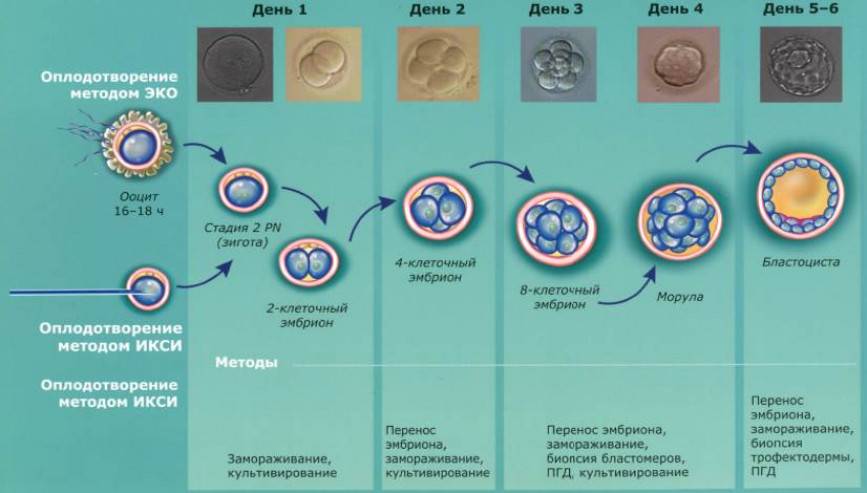 Сколько эмбрионов подсаживают при эко?