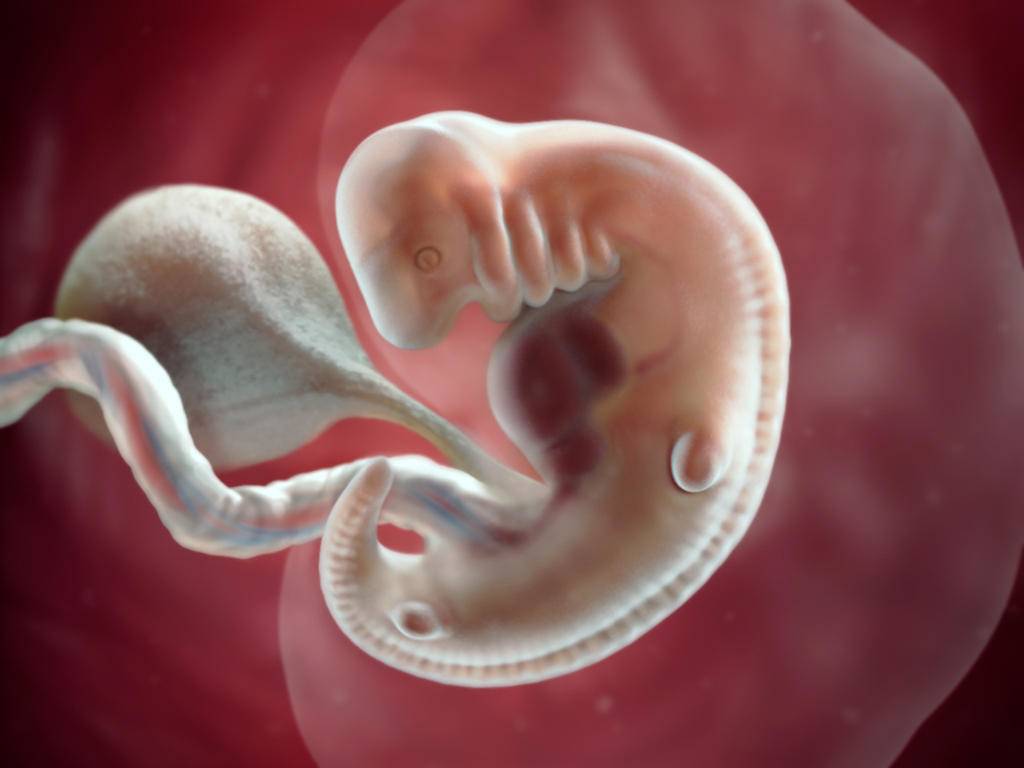 8 неделя беременности: что происходит с плодом и будущей мамой?