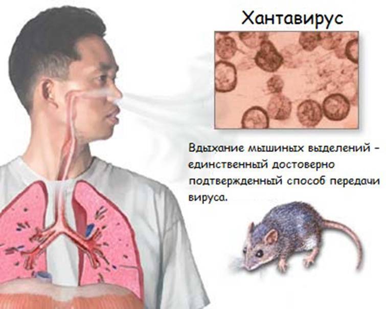 Мышиная лихорадка: болезнь грызунов, смертельная для человека