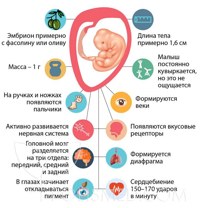 Как нужно вести себя после переноса эмбрионов?