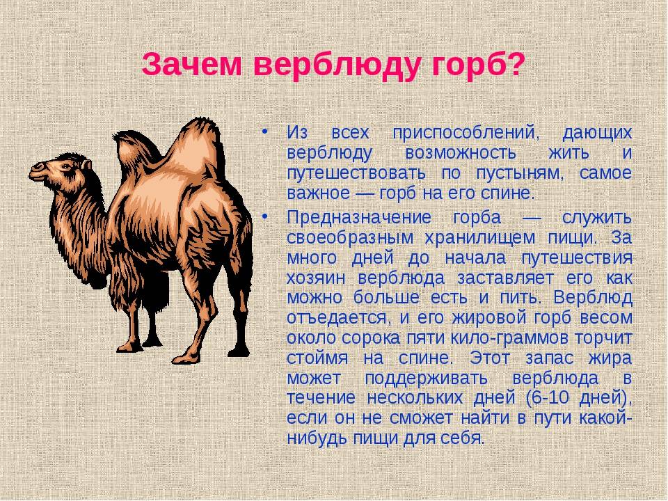 Сага о верблюде. как устроен «корабль пустыни»? | животные | школажизни.ру