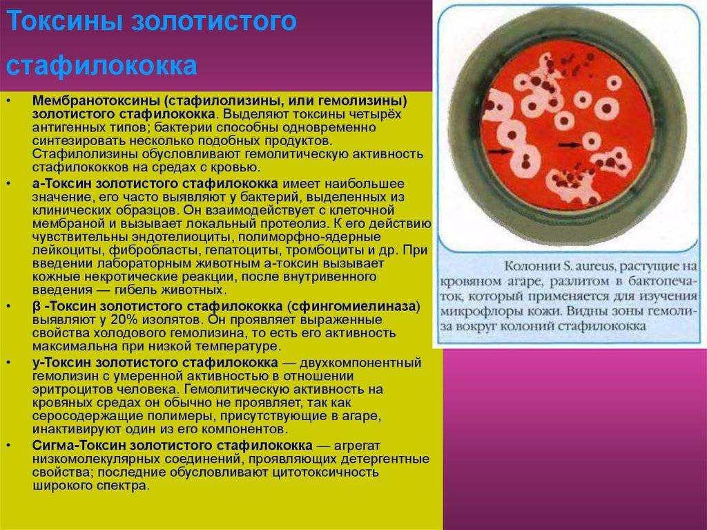 Лечение стафилококкового конъюнктивита - энциклопедия ochkov.net