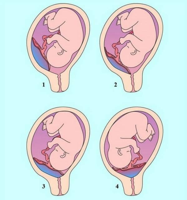 Беременность от зачатия до родов по неделям: развитие ребенка и ощущения женщины, советы будущим мамам