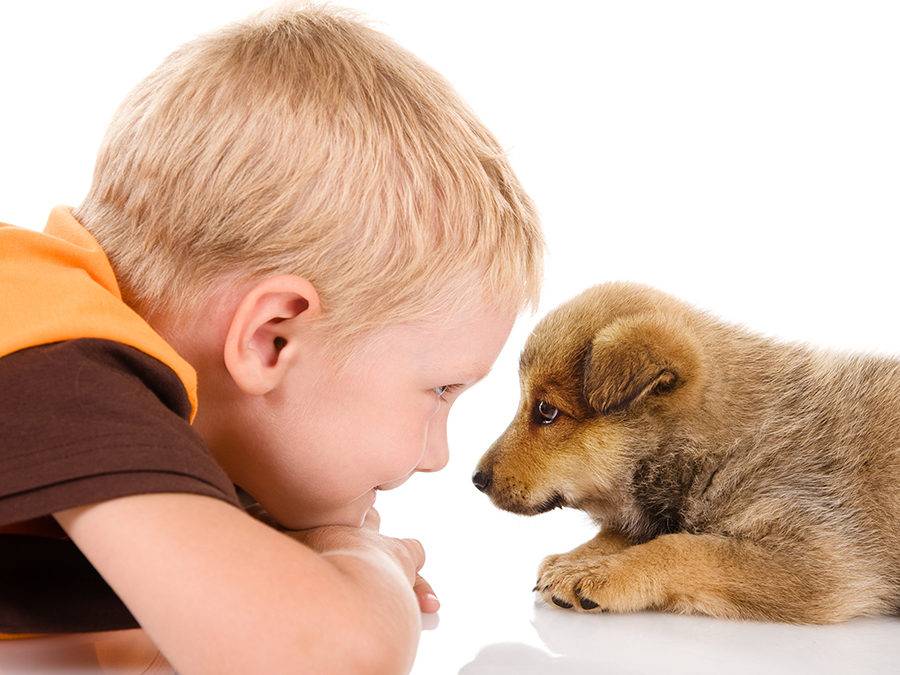 Влияние домашних животных на развитие ребенка: кошки, собаки, птицы и попугайчики, хомячки, морские свинки и рыбки — как они влияют на развитие и воспитание ребенка.