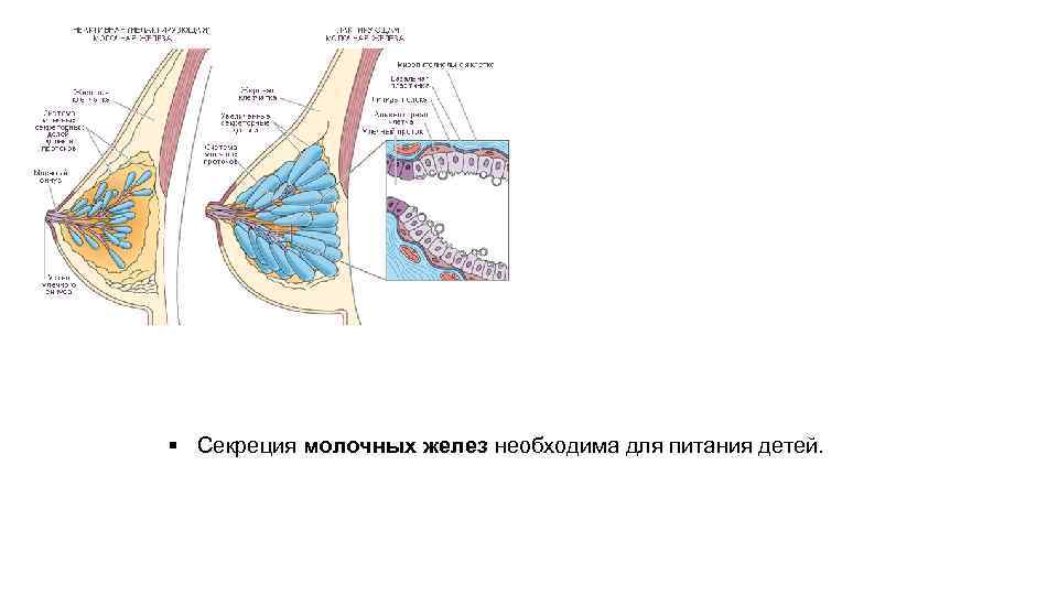 Анатомия грудных желез.