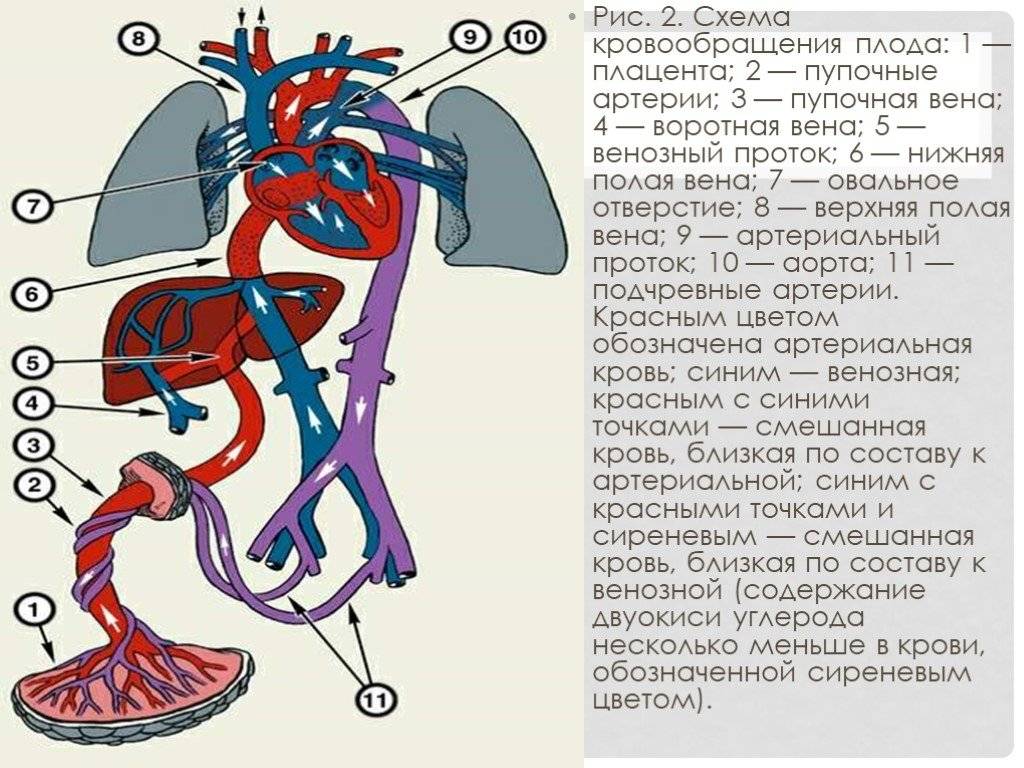 Плацентарный круг кровообращения. Плацентарный круг кровообращения схема. Плацентарный круг кровообращения у плода. Фетоплацентарный кровоток схема. Круг кровообращения плода схема.