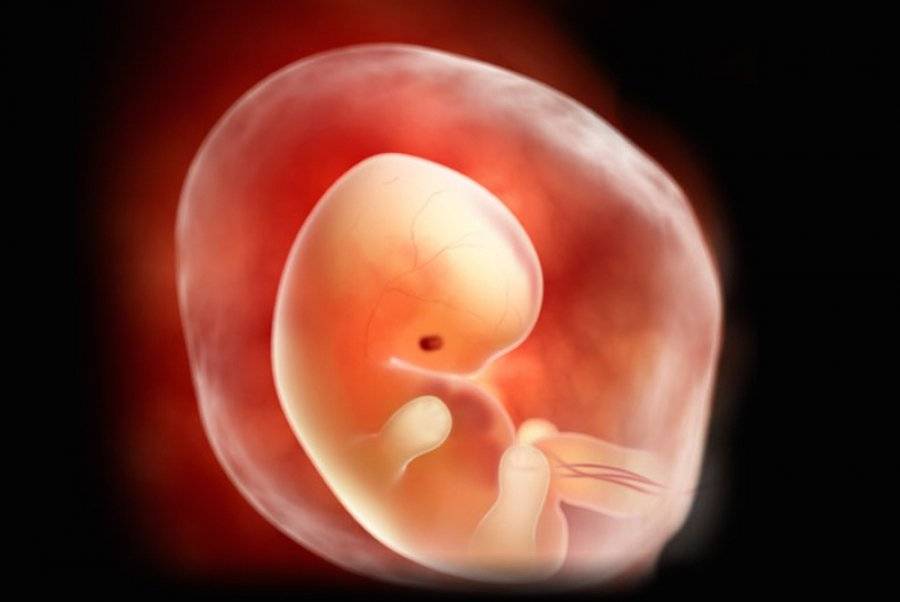 7 месяц беременности: ощущения, развитие и внешний вид малышабеременность, роды и уход за ребенком