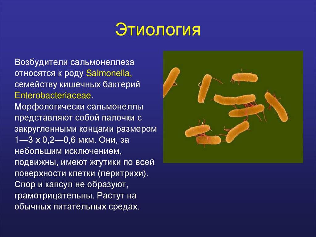 Лечение сальмонеллеза в екатеринбурге - прием в клинике faмилия