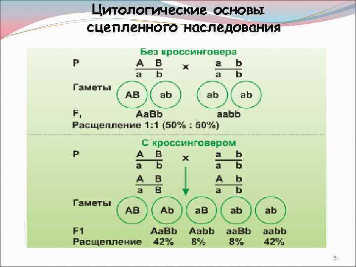 Какие гаметы образуют генотип