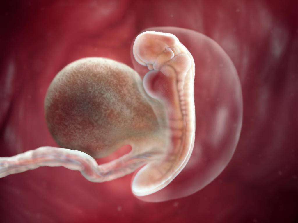Развитие эмбриона и изменения на пятой неделе беременности