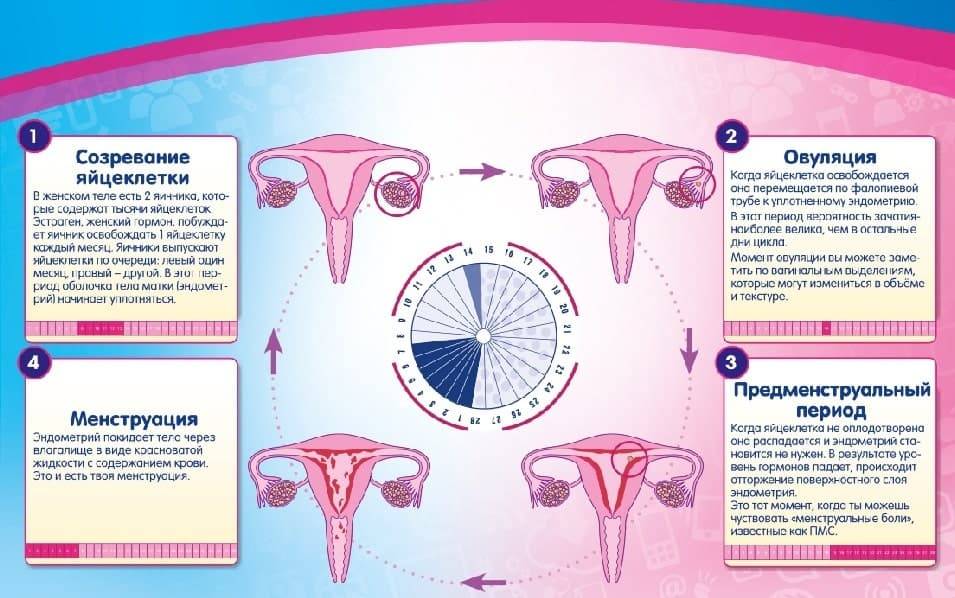 Как устанавливается менструальный цикл у девочек-подростков, что считать нормой, а что нарушением?