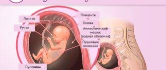 Изменения и развитие плода на 14-й неделе беременности