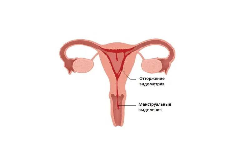Первая менструация и установление менструального цикла у девочек-подростков