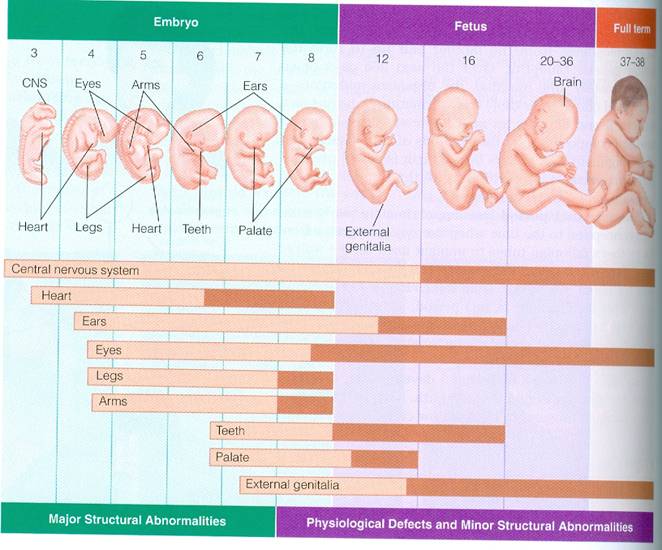На каком сроке беременности можно определить пол ребенка