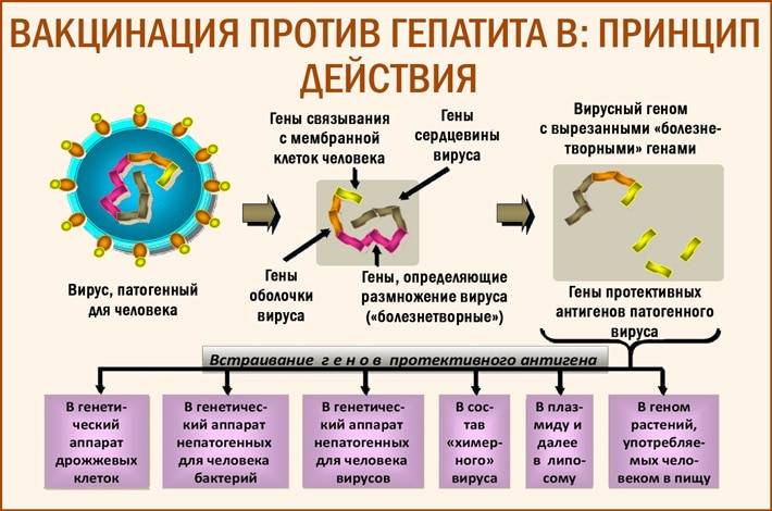Прививка от гепатита b детям: как делают и чего стоит опасаться