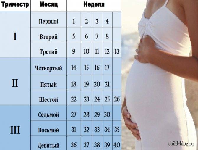 Календарь беременности: вся беременность по неделям и триместрам, как развивается плод, что необходимо знать