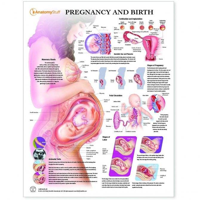 39 неделя беременности: признаки и ощущения женщины, симптомы, развитие плода