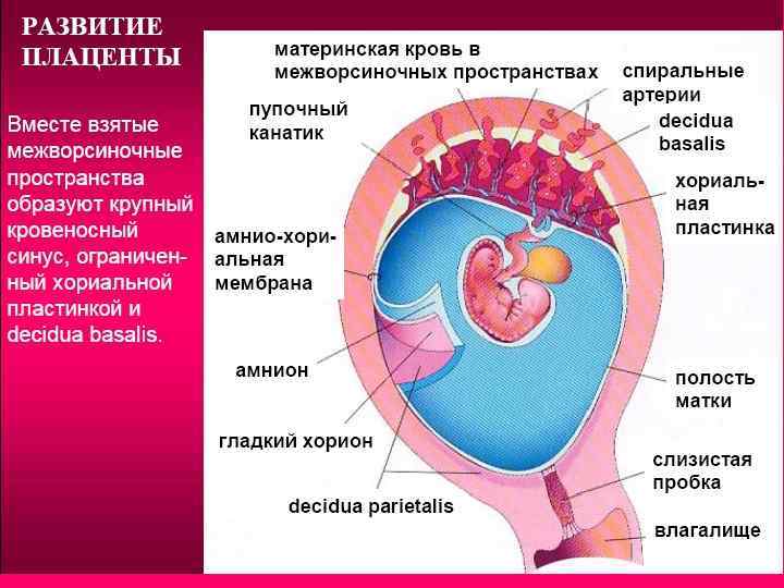 Плацента на какой неделе. Формирование плаценты у человека. Строение плода и плаценты. Формирование плаценты завершается к. Сроки формирования плаценты.