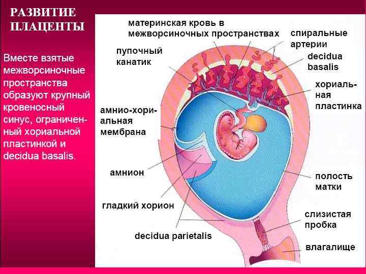 Что такое плацента и какова ее функция. Формирование плаценты у человека. Строение плода и плаценты. Формирование плаценты завершается к. Сроки формирования плаценты.