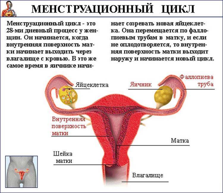 Восстановление  менструального цикла  после родов. ответы на вопросы
