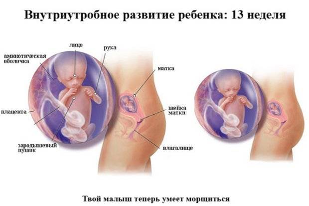 Календарь беременности. 14-я акушерская неделя