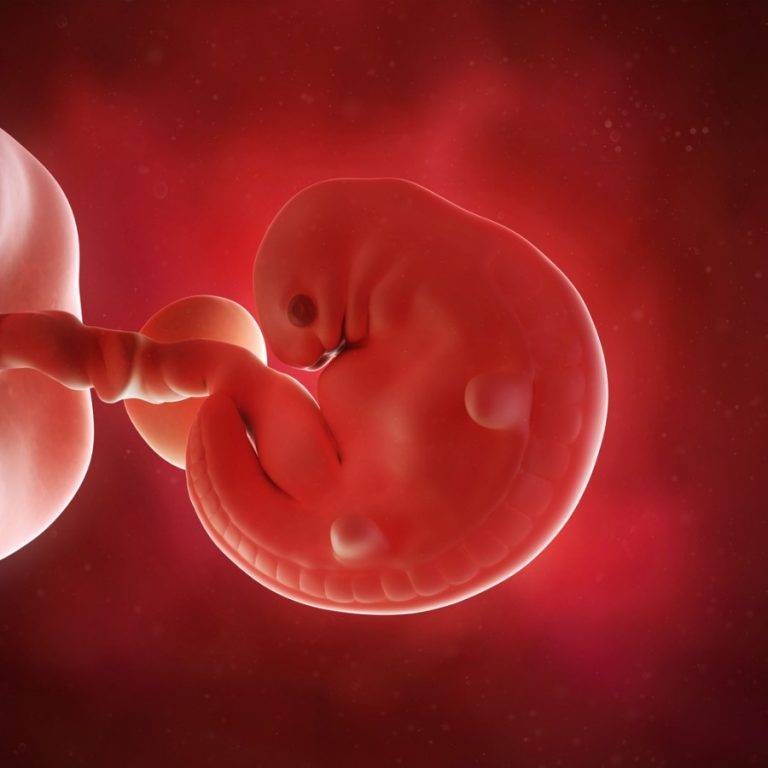 4 неделя беременности: как развивается эмбрион