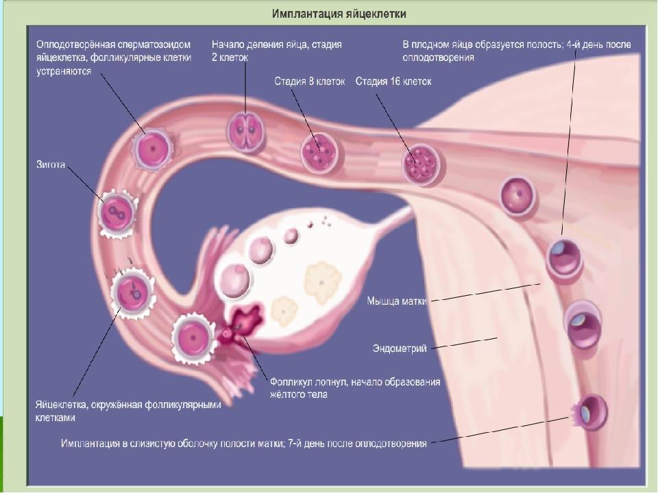 Где происходит яйцеклетки у женщины. Яйцеклетка движется по маточной трубе. Путь сперматозоида по матке. Оплодотворение яйцеклетки в матке. Процесс овуляции и оплодотворение.
