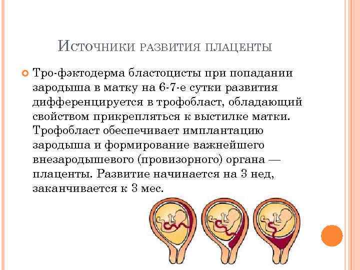 Плацента: строение, функции, зрелость, гиперплазия, предлежание, отслойка   | материнство - беременность, роды, питание, воспитание