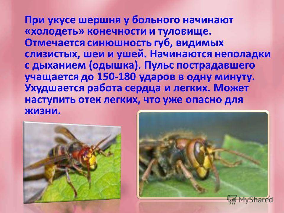 Первая помощь: дети и укусы насекомых 