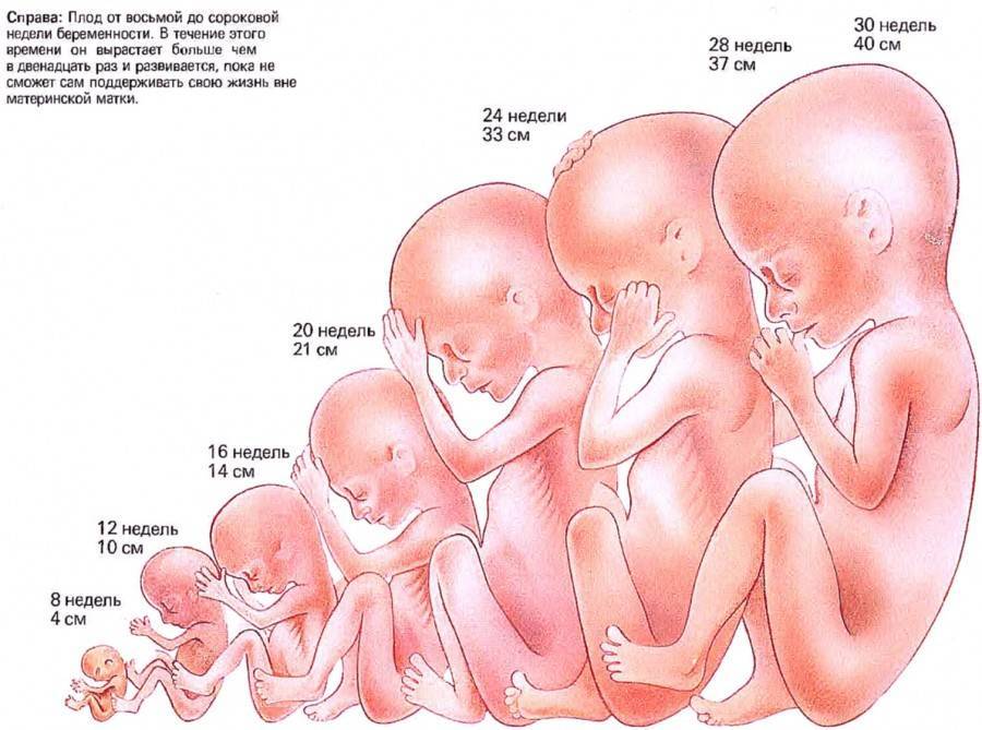 На каком сроке беременности начинает шевелиться ребенок в животике