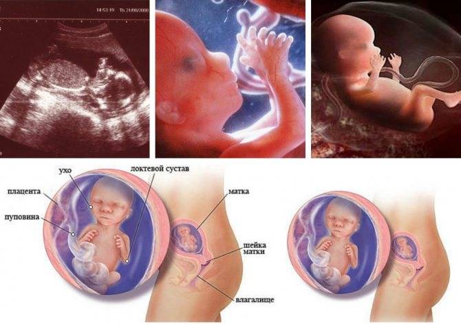 Начало «золотого» периода: акушер-гинеколог рассказала о 12 неделе беременности