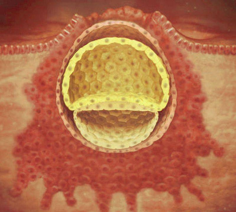 Имплантация эмбриона - симптомы и признаки. как повысить вероятность успешной имплантации эмбриона?