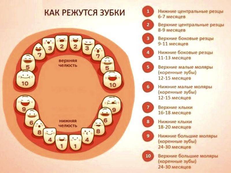 Во сколько месяцев у детей появляются первые зубы? схема прорезывания зубов