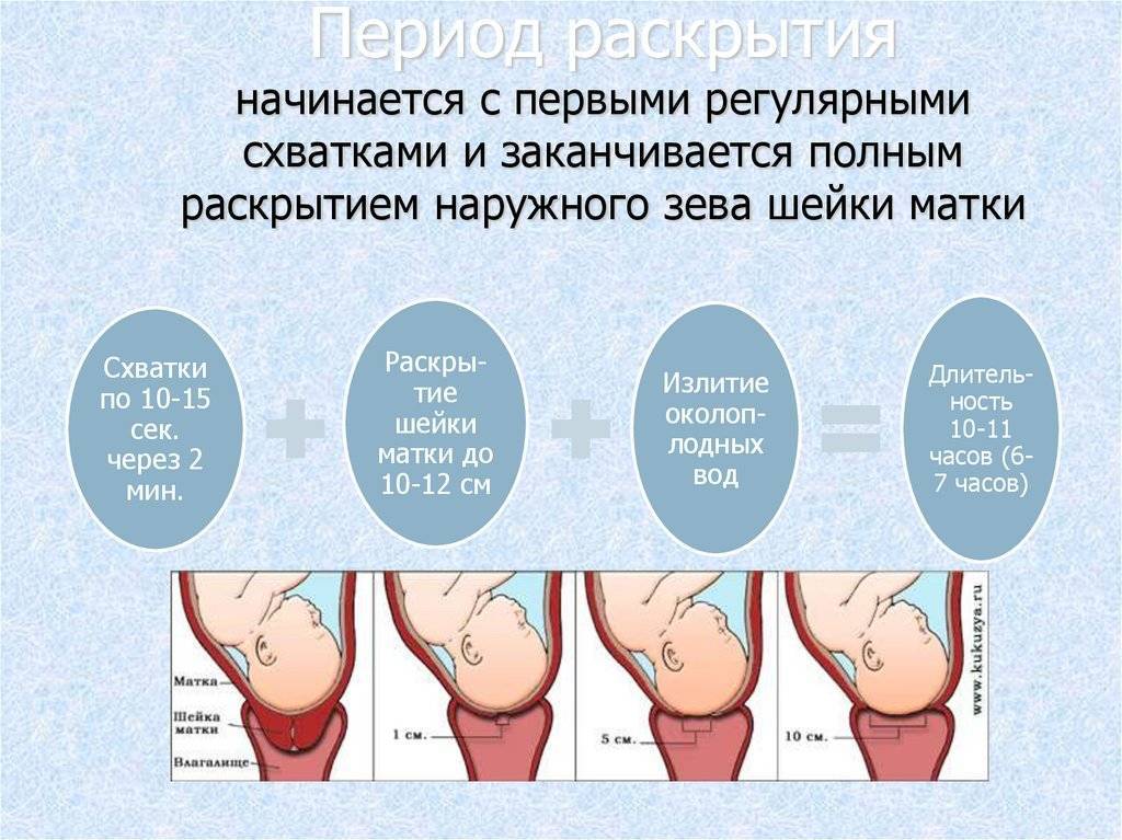 Особенности проведения узи шейки матки при беременности