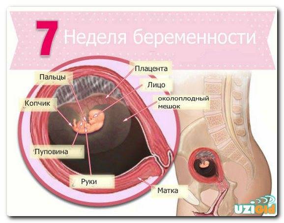 Срок беременности 8 недель — признаки, ощущения, выделения