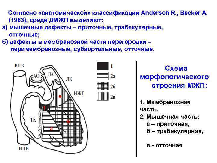 Эхокардиография при дефекте межжелудочковой перегородки – узи в красноярске