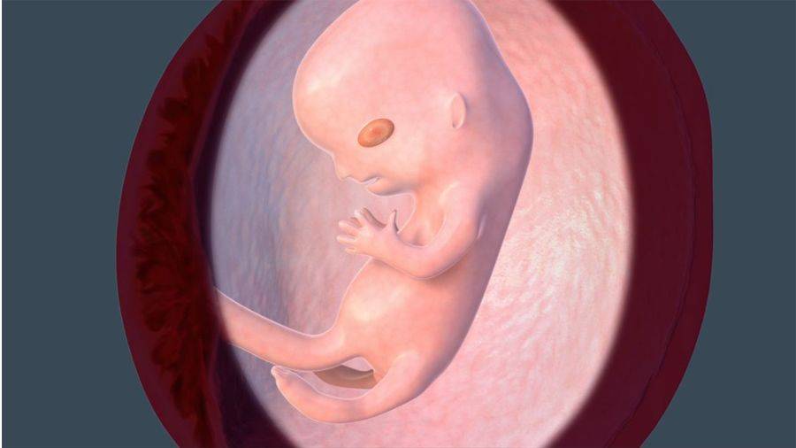 Шестая неделя беременности: признаки и ощущения, что происходит с малышом, что делать, если тянет живот и есть выделения, обследования хгч и узи