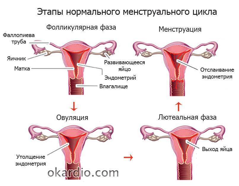 Месячные 2 раза в месяц: причина менструации через 7, 14, 20 дней
